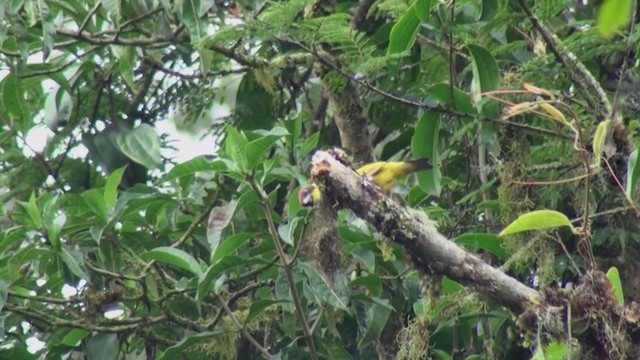 チャボウシハタオリ - ML242977051