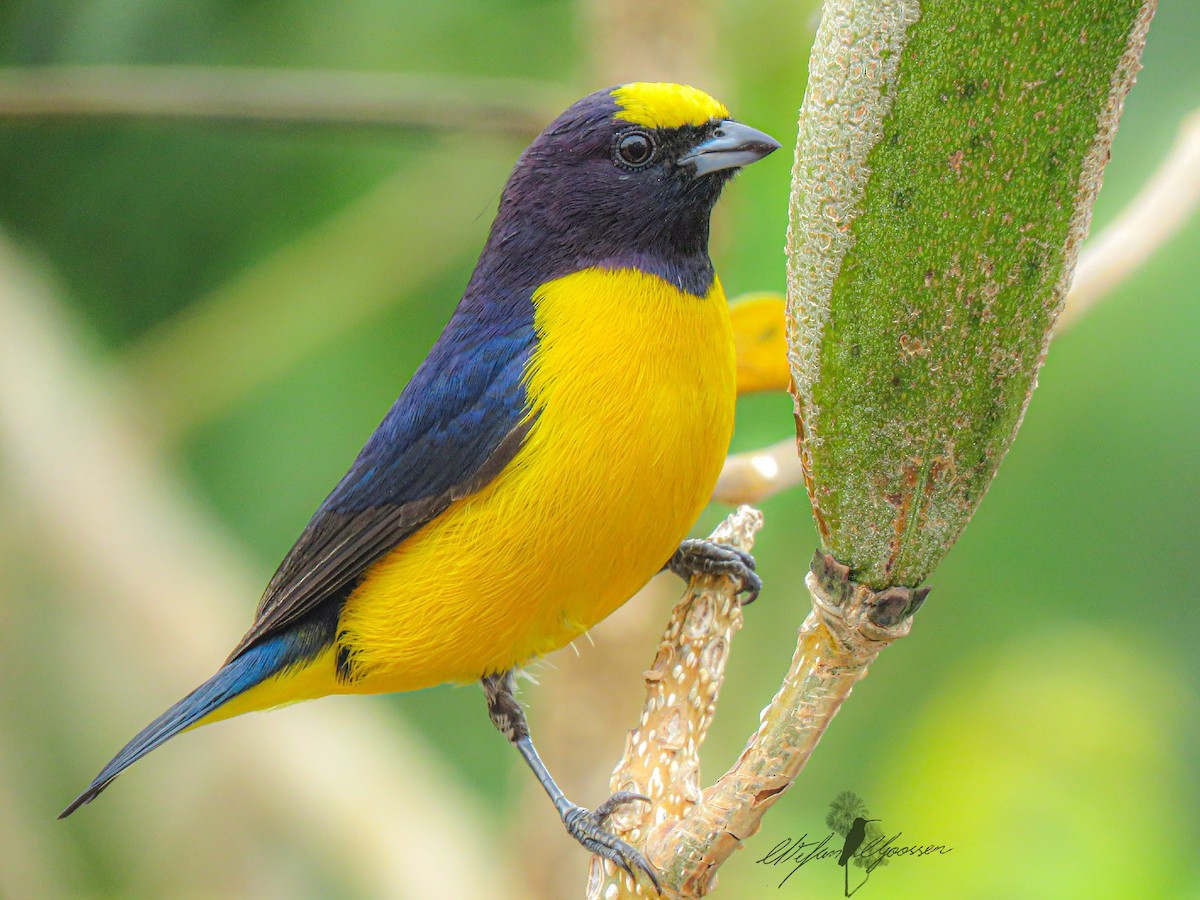 Purple-throated Euphonia - ML242977411