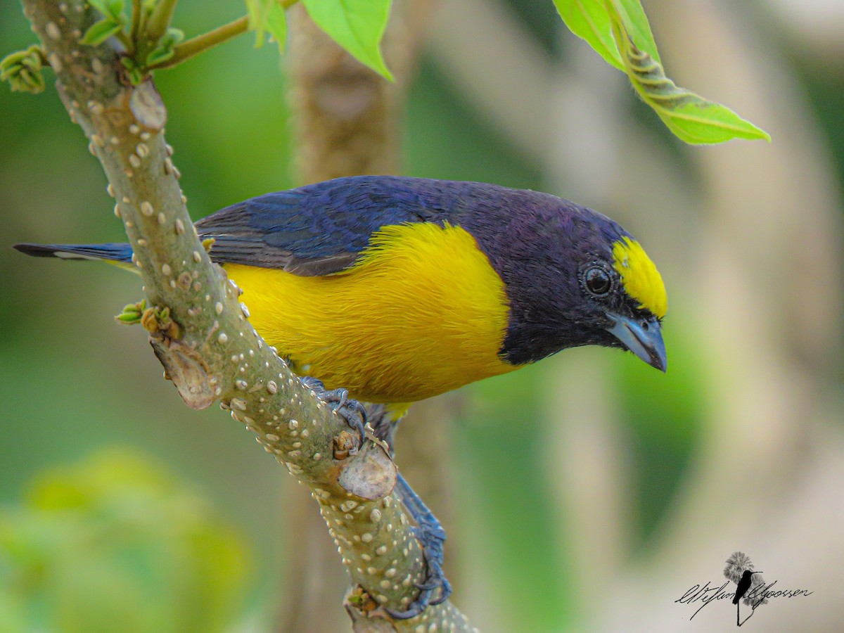 Purple-throated Euphonia - ML242977561