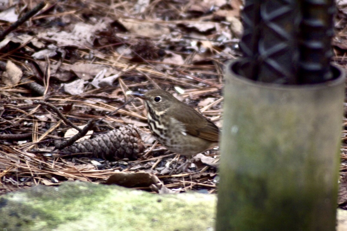 Hermit Thrush - ML242977721