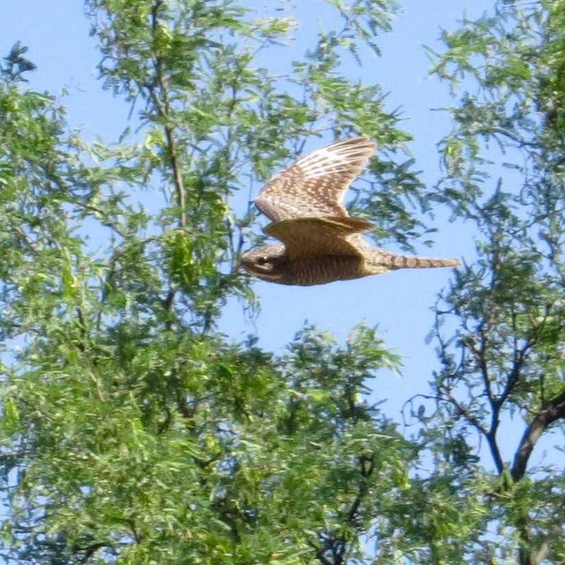 Lesser Nighthawk - ML242977861