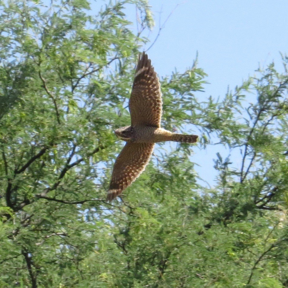 Lesser Nighthawk - ML242977871