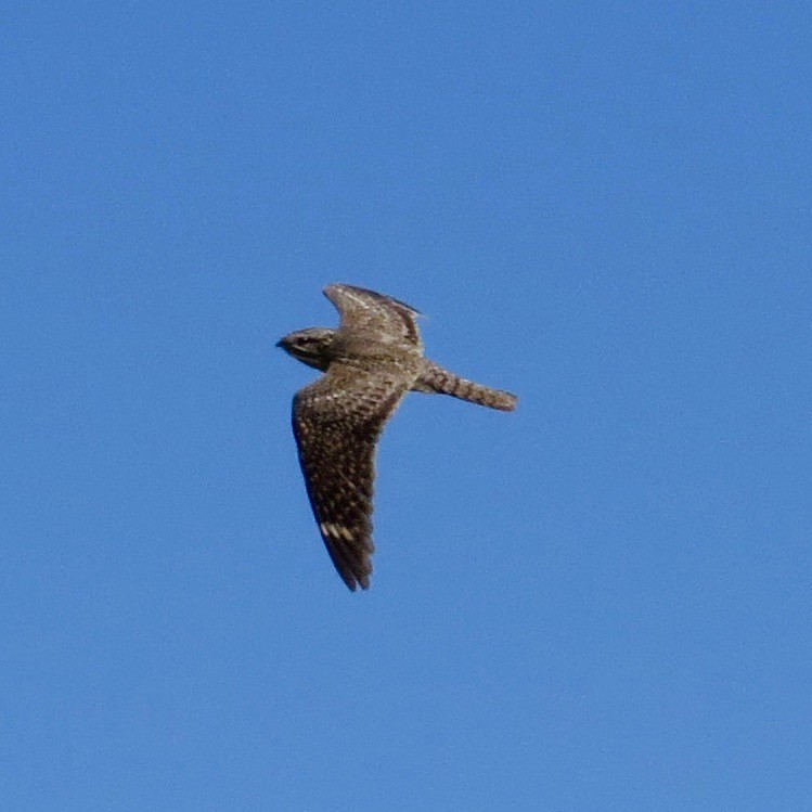 Lesser Nighthawk - ML242977881