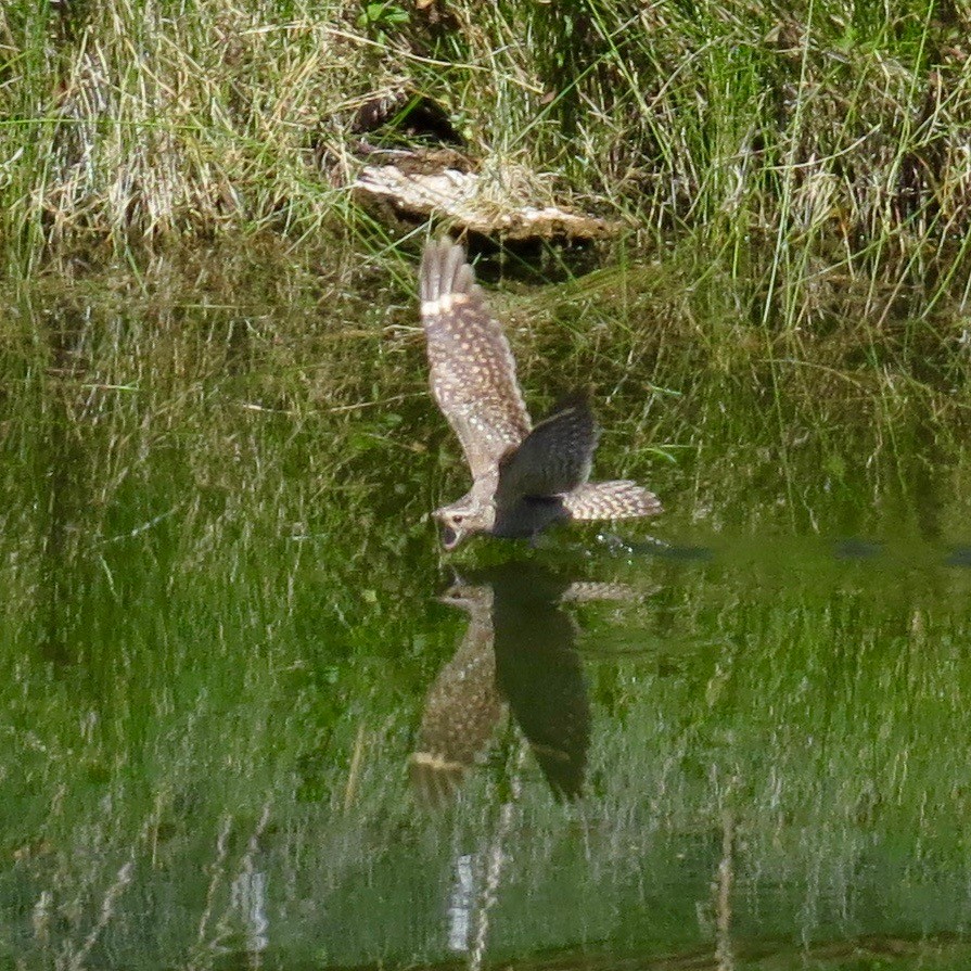 Lesser Nighthawk - Bill Lisowsky