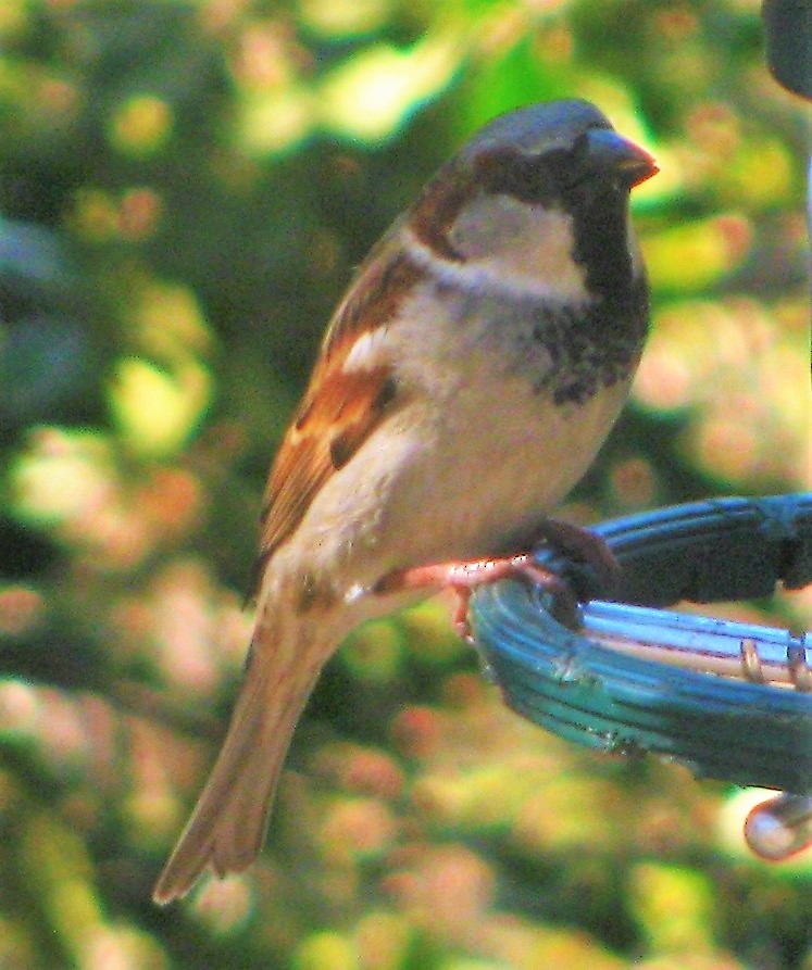 House Sparrow - ML242978151