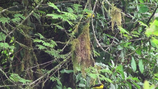 チャボウシハタオリ - ML242978361