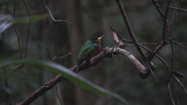 Blue-cheeked Jacamar - ML242979221