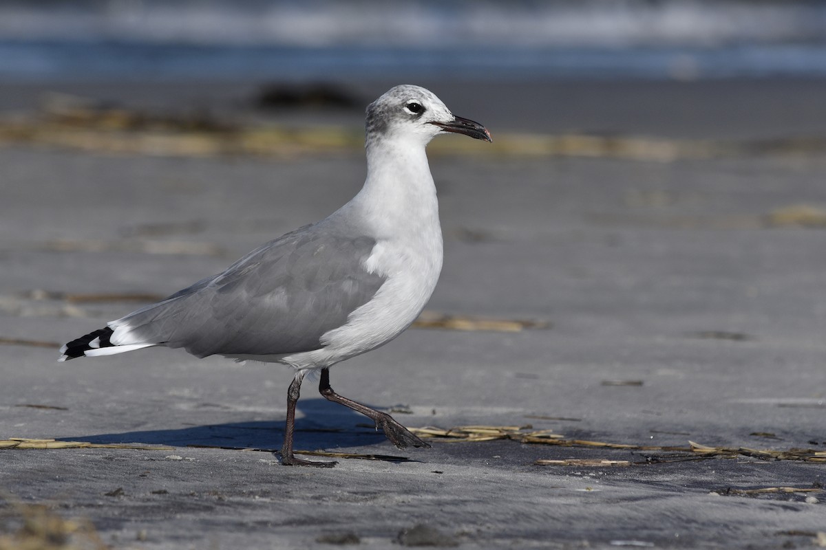 Laughing Gull - ML242984611