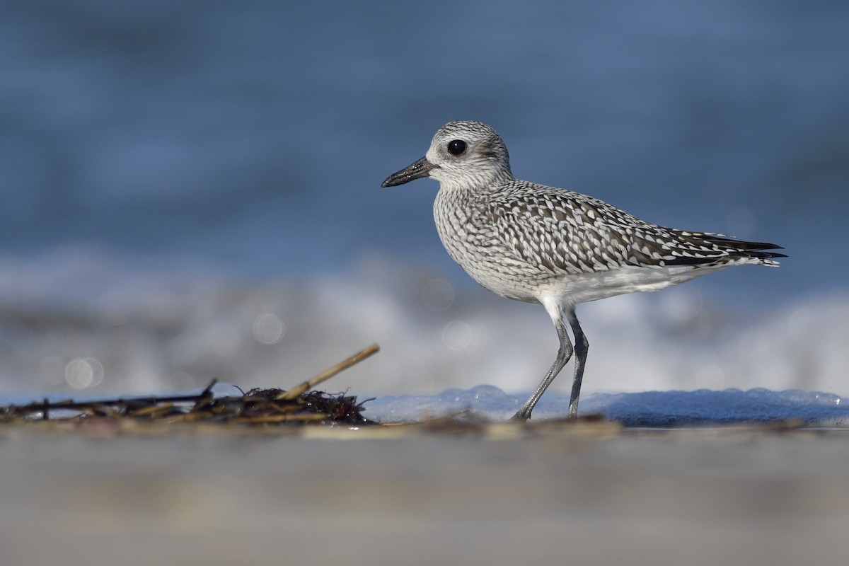 Black-bellied Plover - Daniel Irons