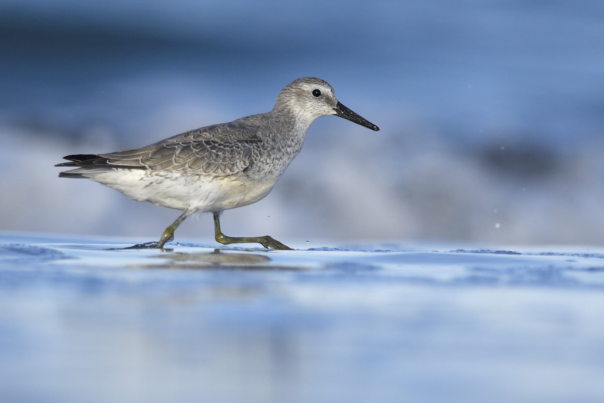 Red Knot - ML242984991