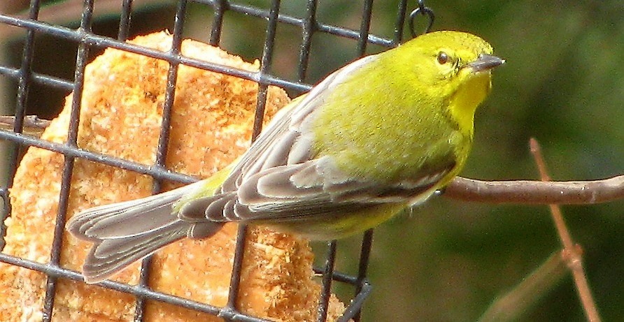 Pine Warbler - ML242987421