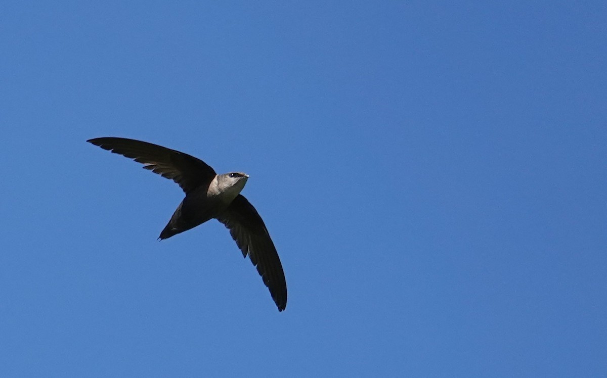 Chimney Swift - Paul Prior