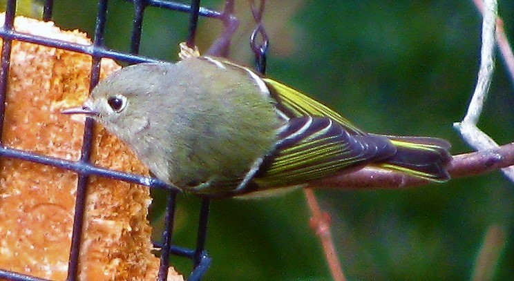Ruby-crowned Kinglet - ML242988581