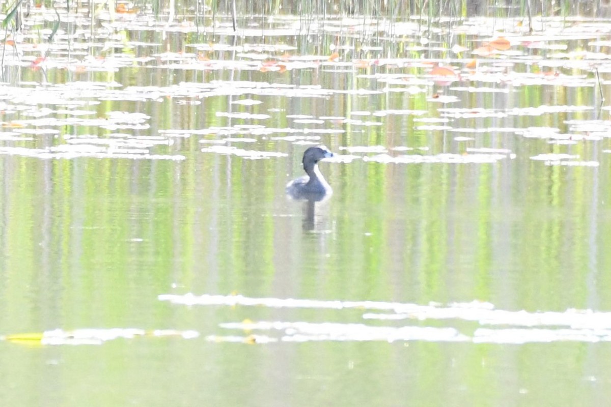 Pied-billed Grebe - Tim Metcalf