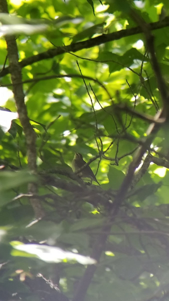 Swainson's Warbler - ML242992761