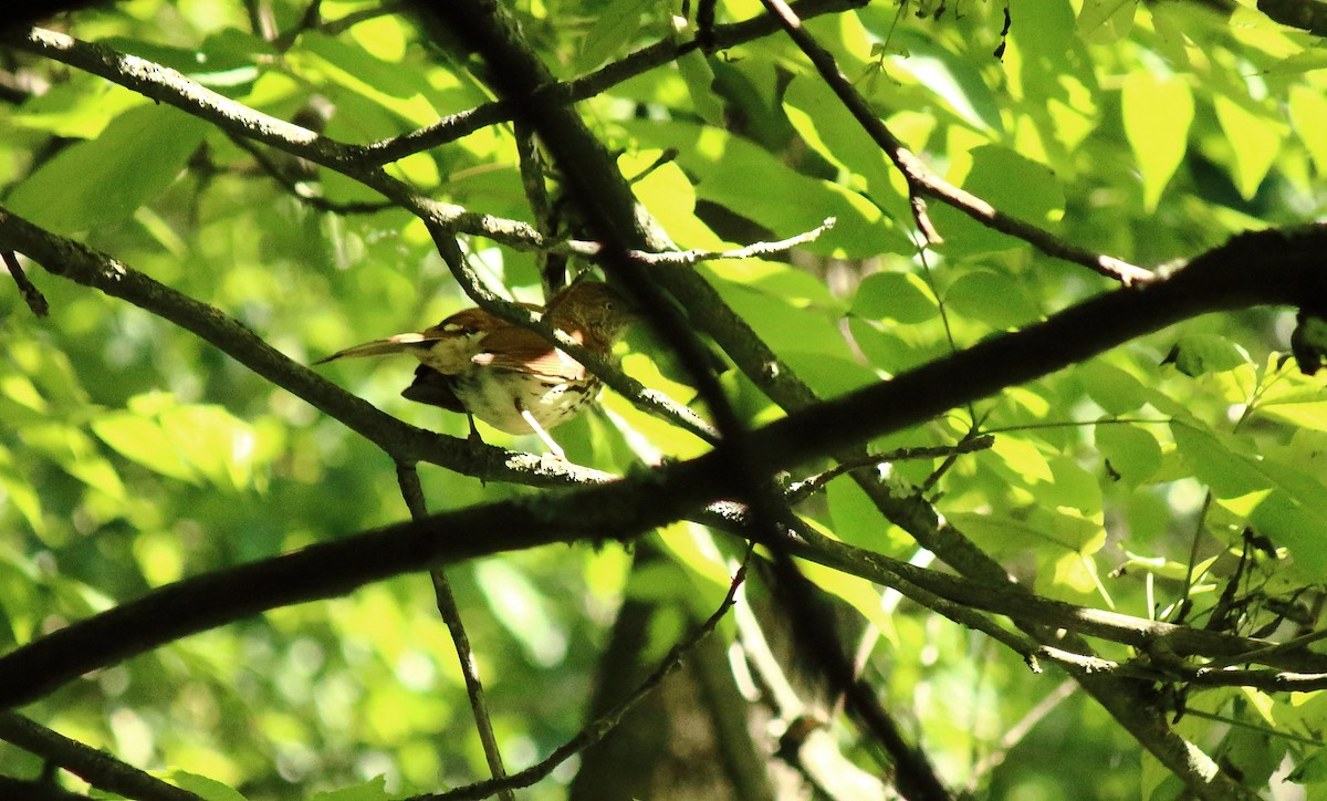 Brown Thrasher - ML242994771