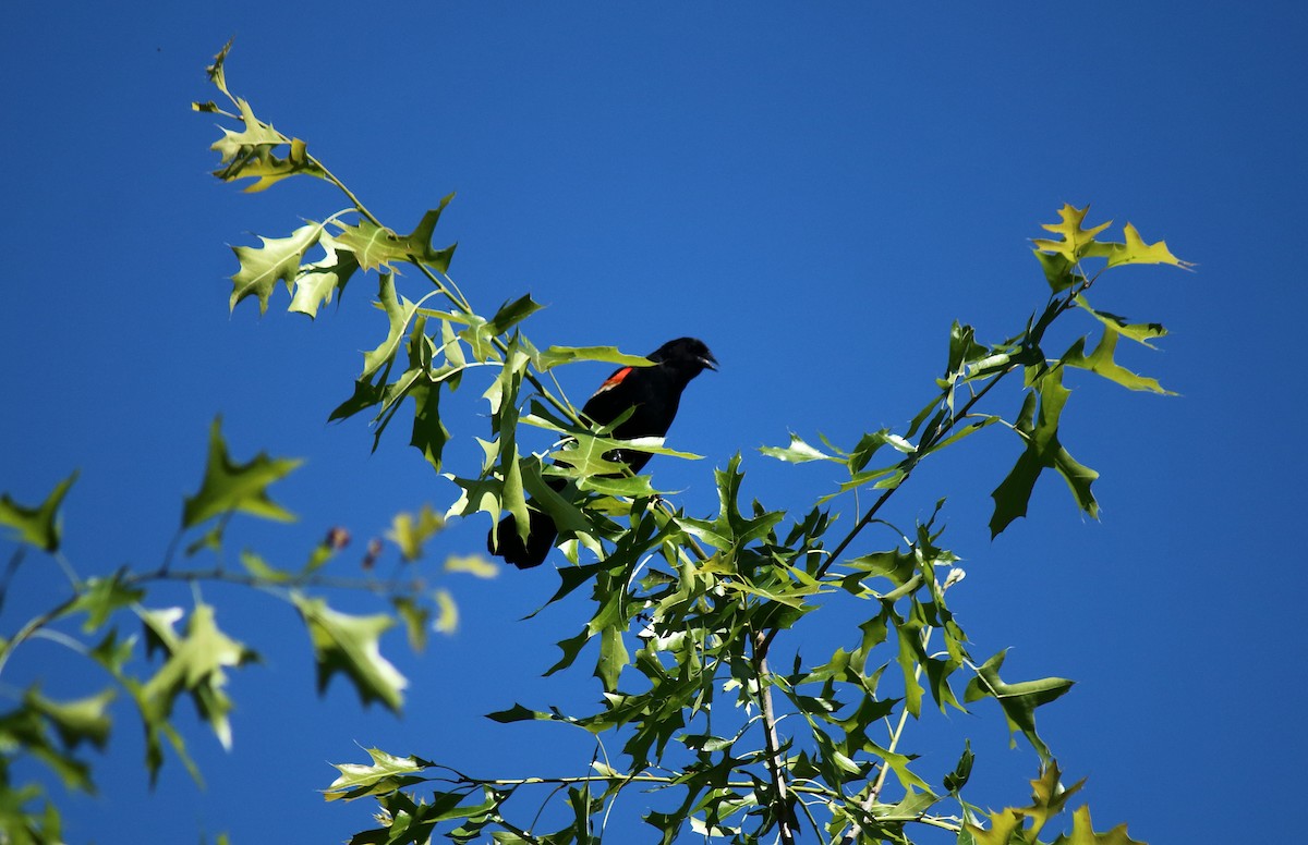 Red-winged Blackbird - Matthew Karns