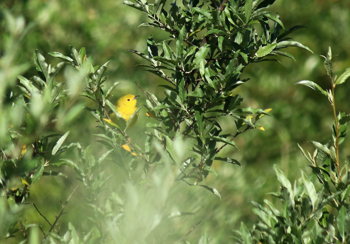 Yellow Warbler - ML242994911