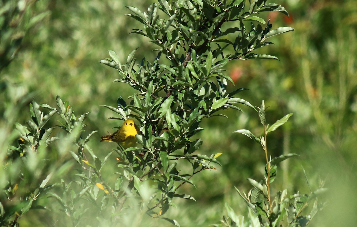 Paruline jaune - ML242994941