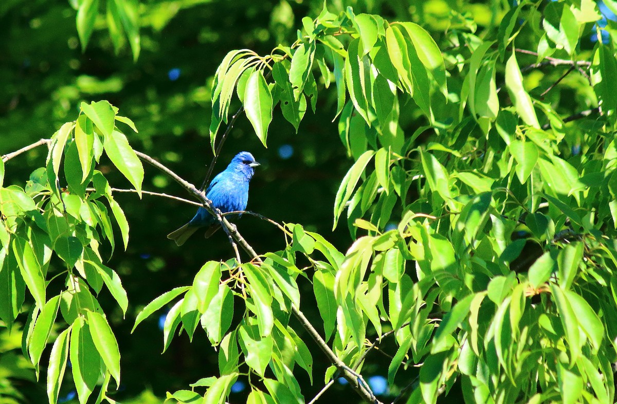 Indigo Bunting - ML242995041