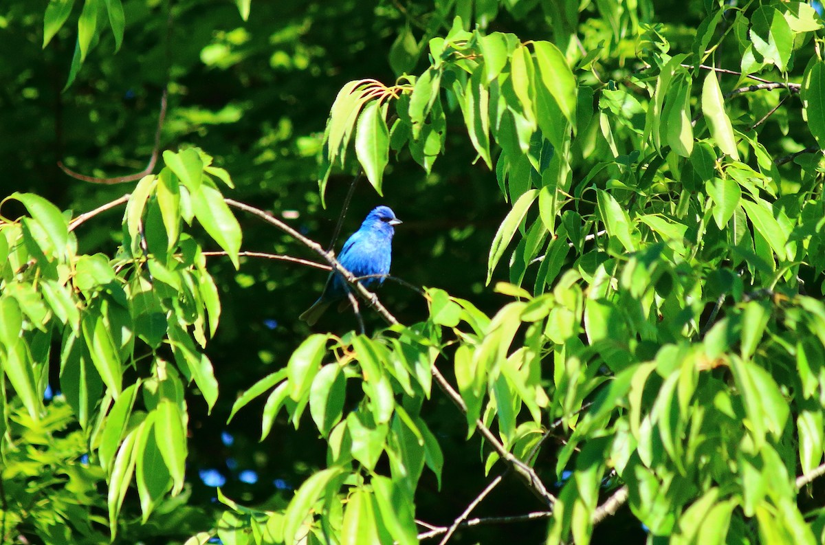 Indigo Bunting - ML242995061