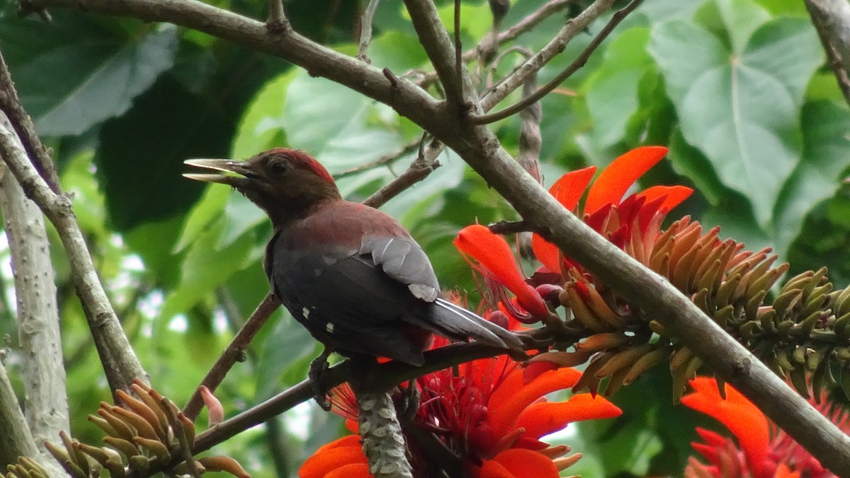 Okinawa Woodpecker - Jan Brandin