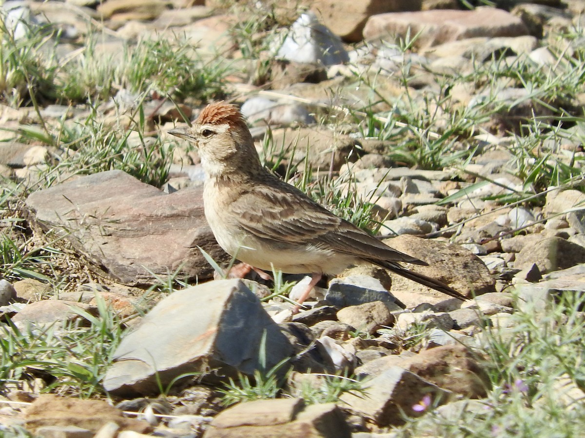 Rufous-capped Lark - Gregory Askew