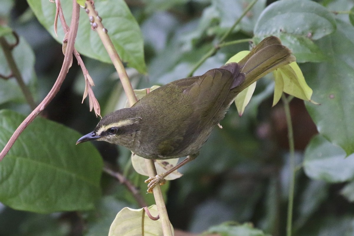 Green Hylia - Knut Hansen