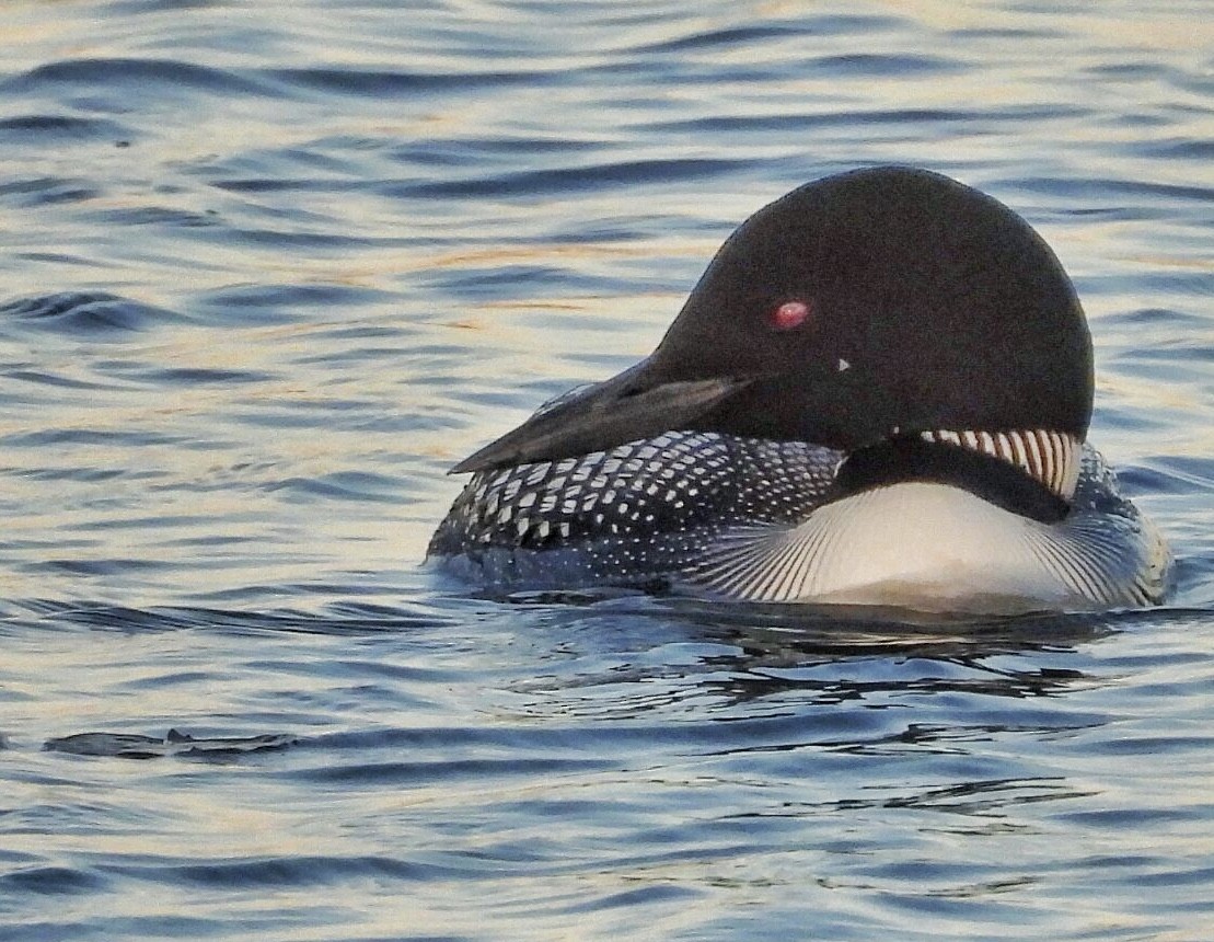 Common Loon - ML242997141