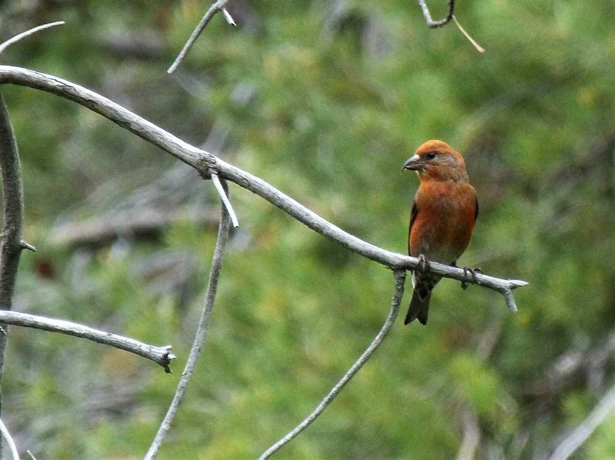 Red Crossbill - ML242997161