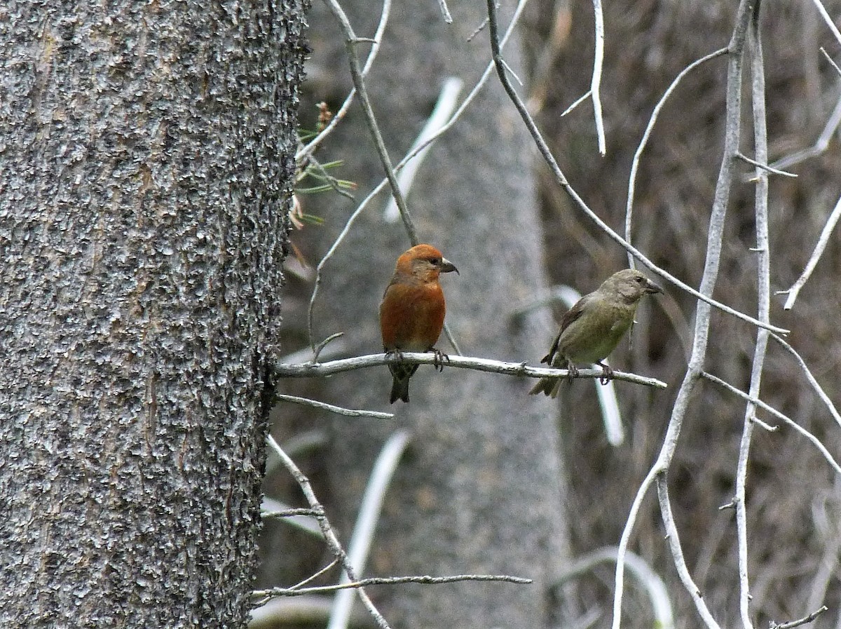 Red Crossbill - ML242997191