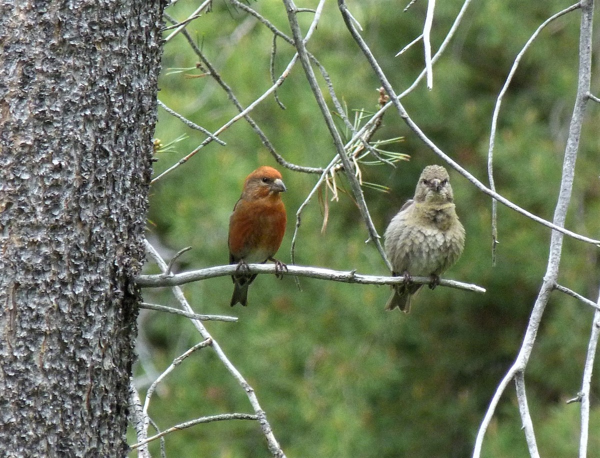 Red Crossbill - ML242997231