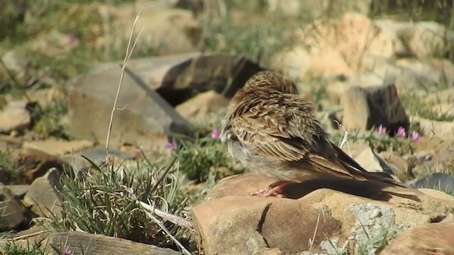 Rufous-capped Lark - ML242997641