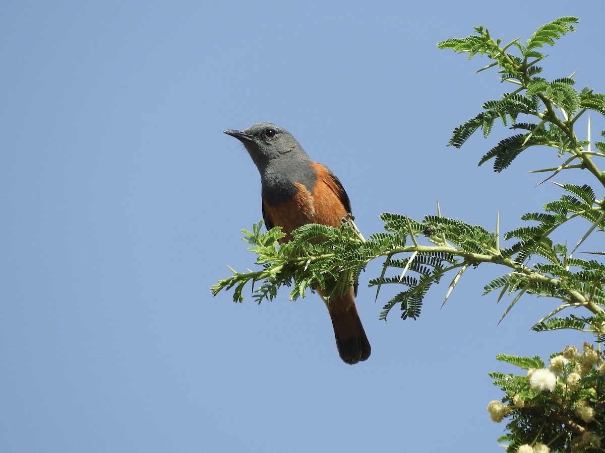 Little Rock-Thrush - ML242998391