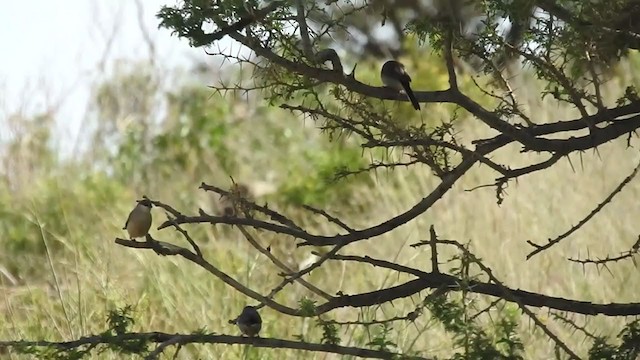 Arabian Waxbill - ML242999081