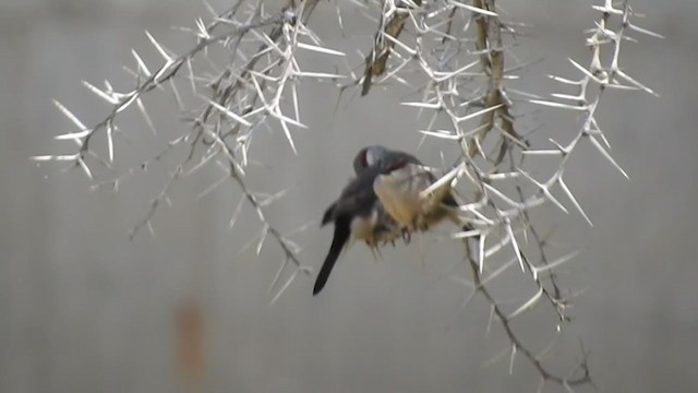 Arabian Waxbill - ML242999951