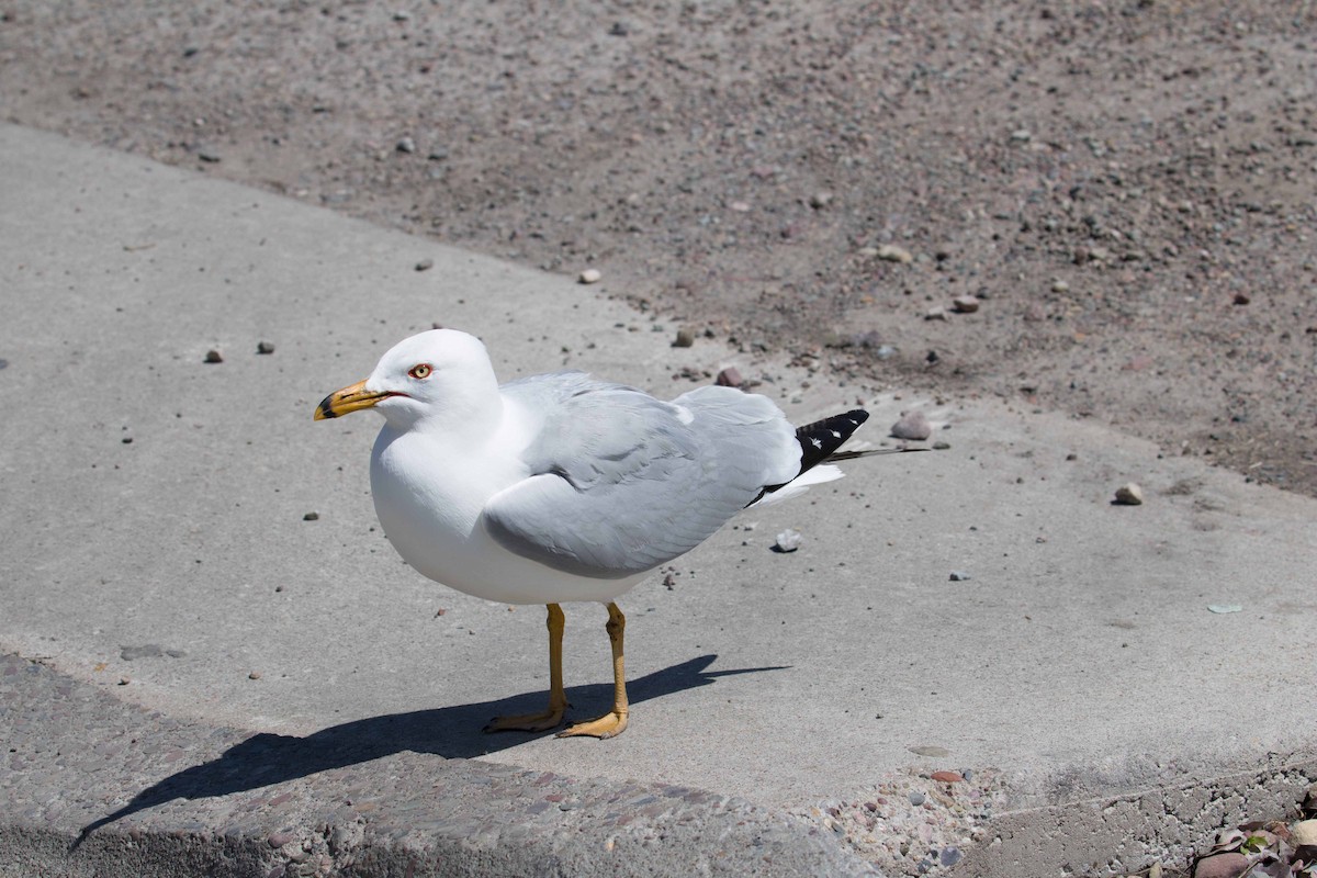 Ring-billed Gull - Braden Collard