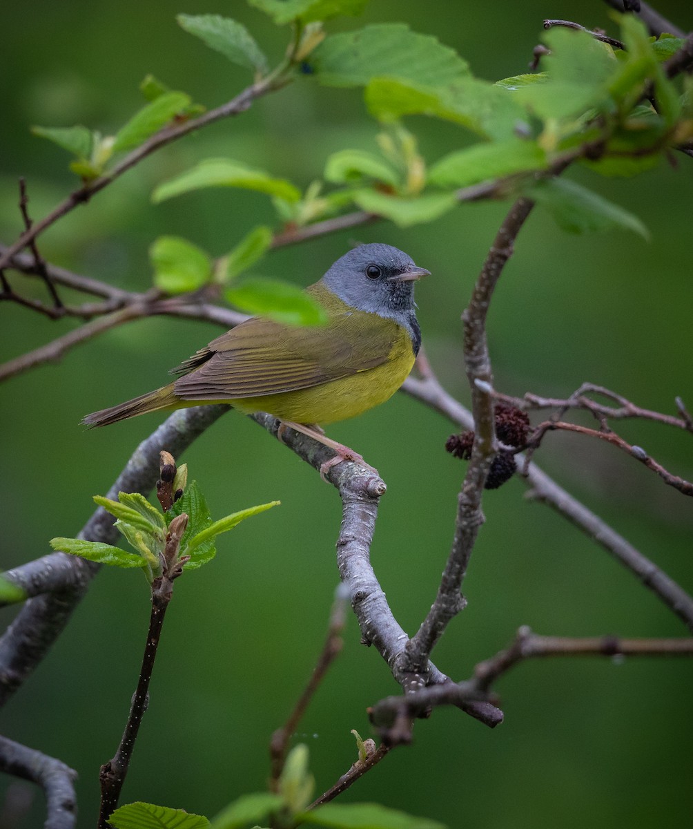 Mourning Warbler - ML243000921