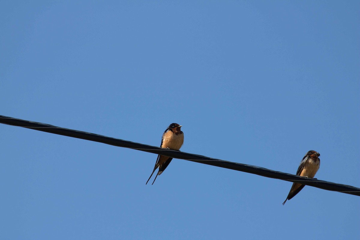 Barn Swallow - ML243000961