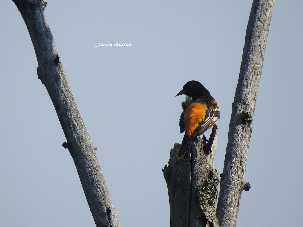 Baltimore Oriole - ML243005161