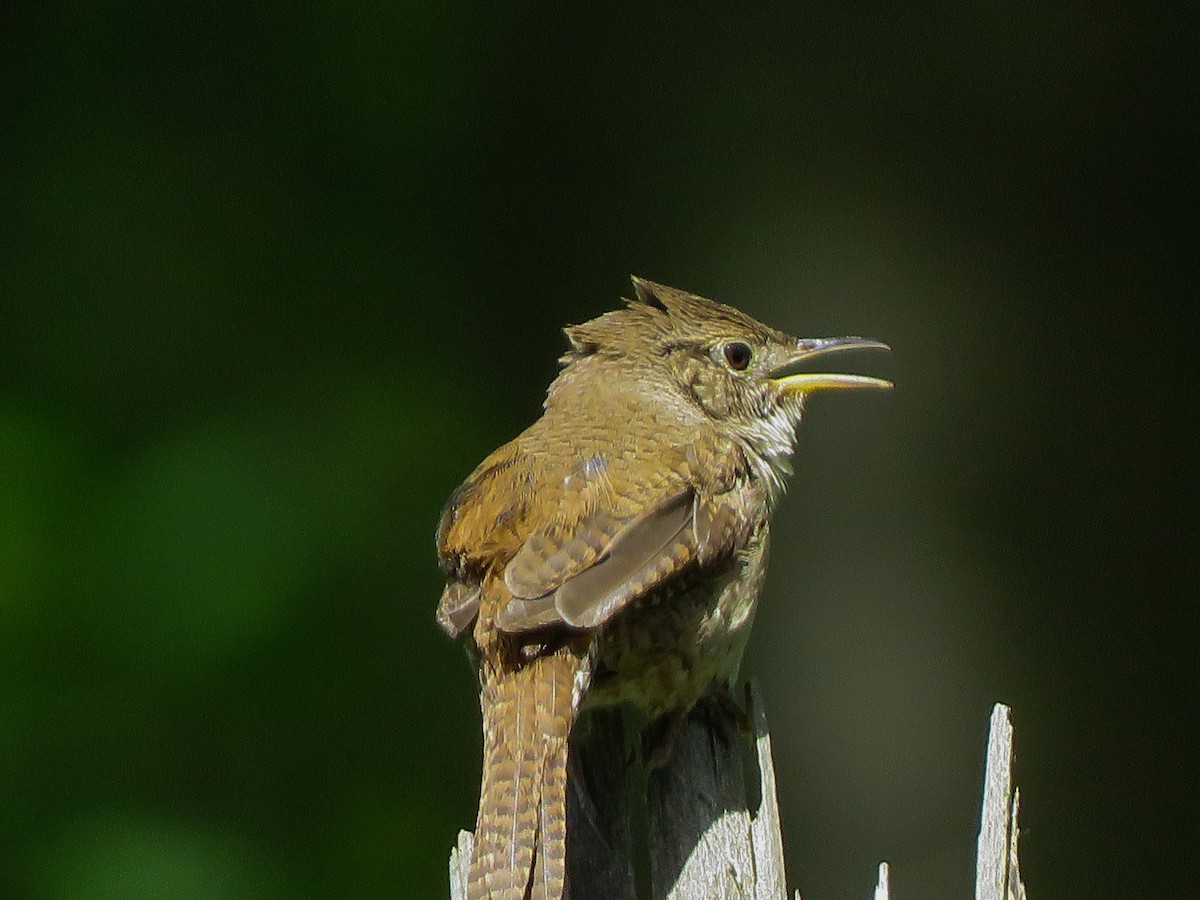 House Wren - ML243005541