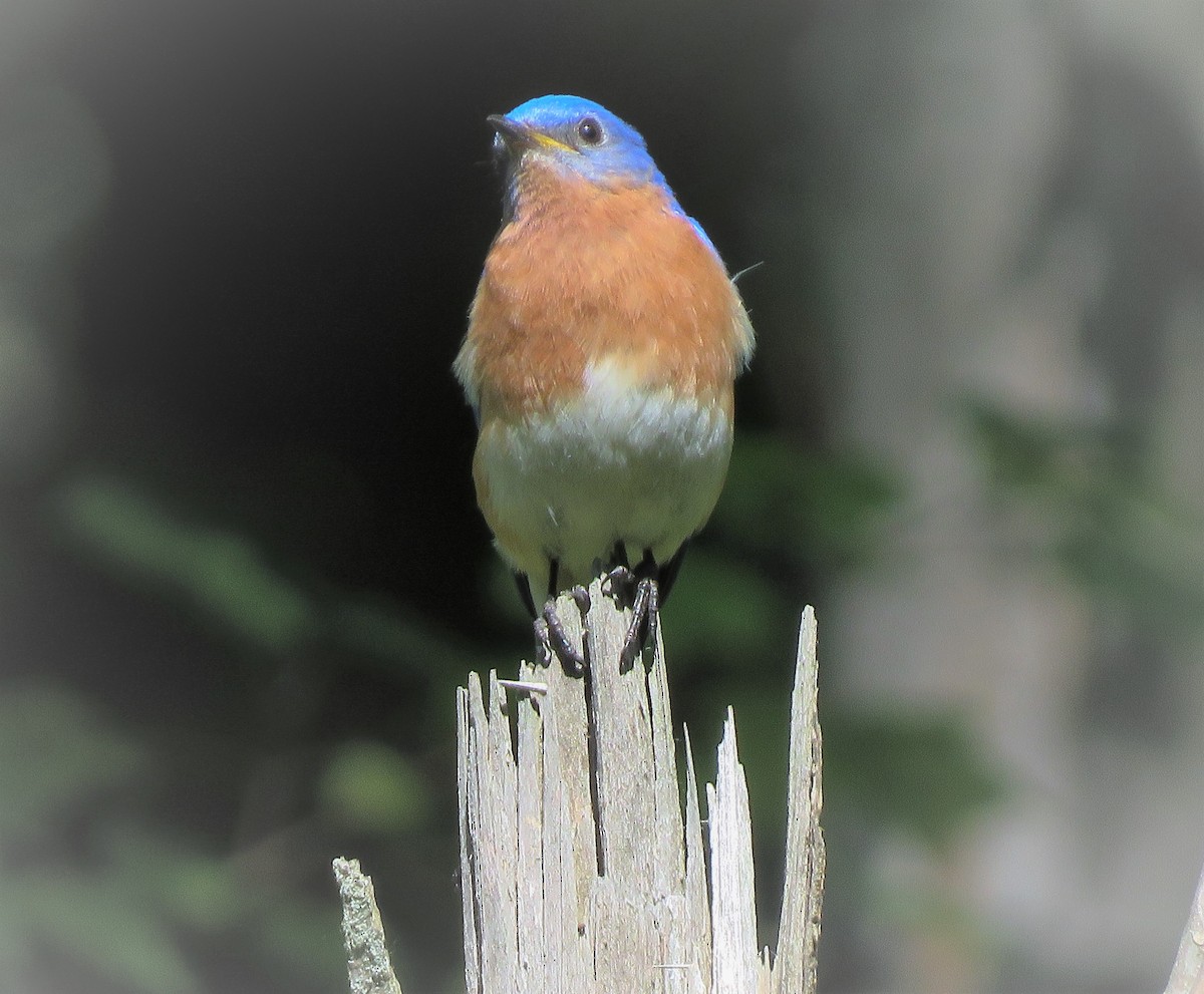 Eastern Bluebird - Anonymous