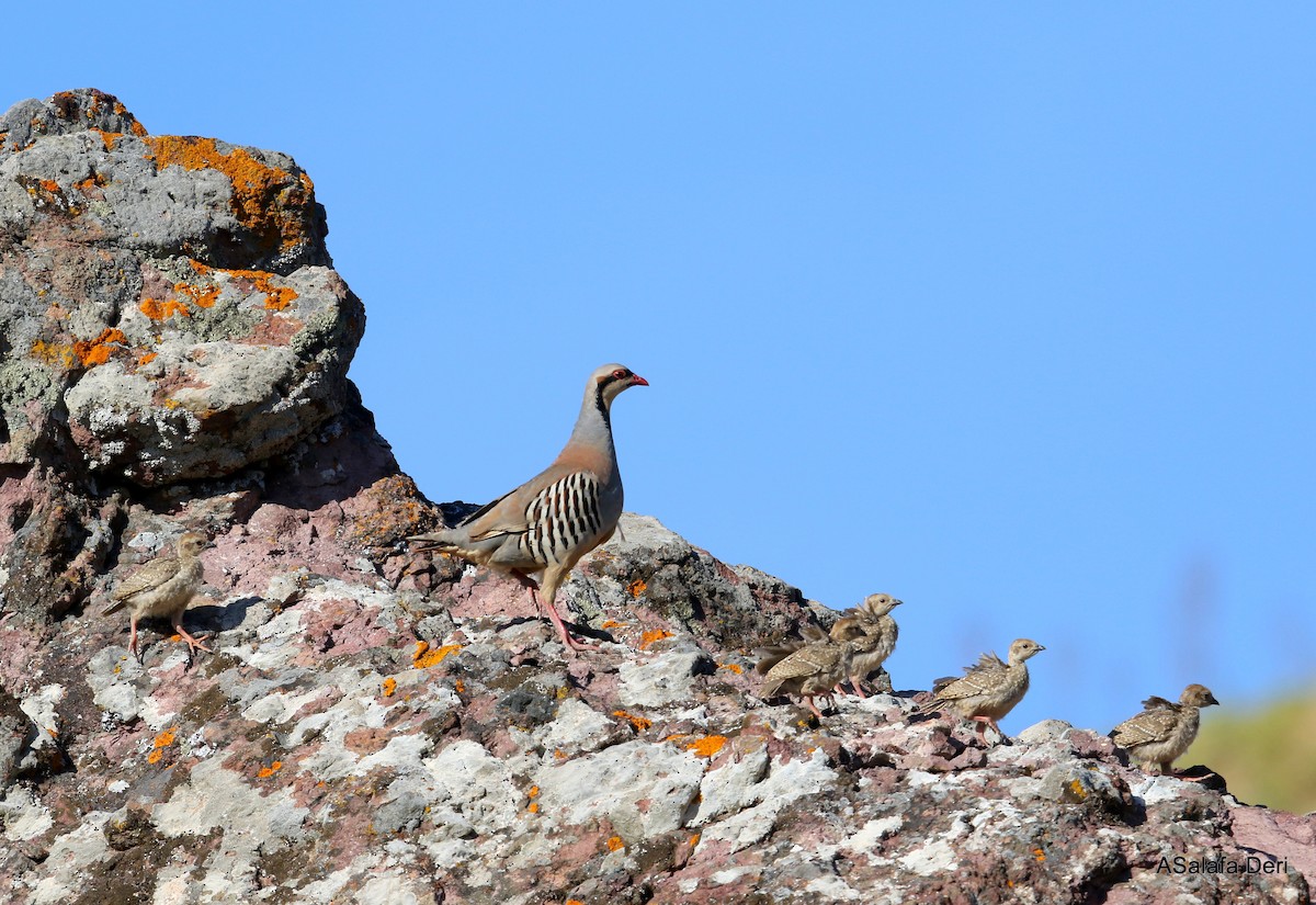 Chukar - Fanis Theofanopoulos (ASalafa Deri)