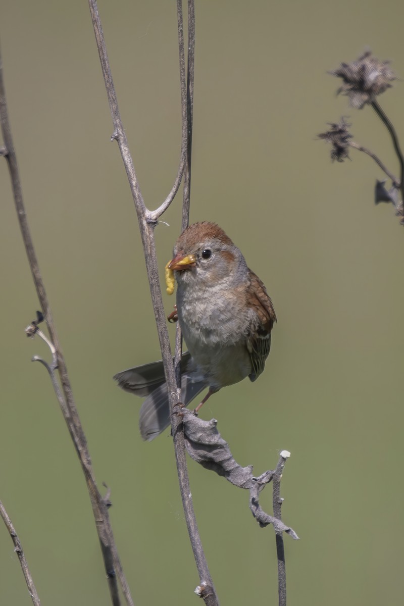 Field Sparrow - ML243006171