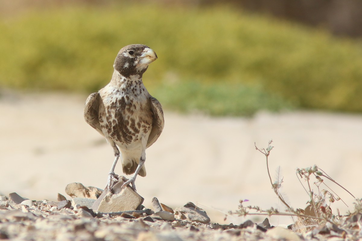 Thick-billed Lark - nitay haiun