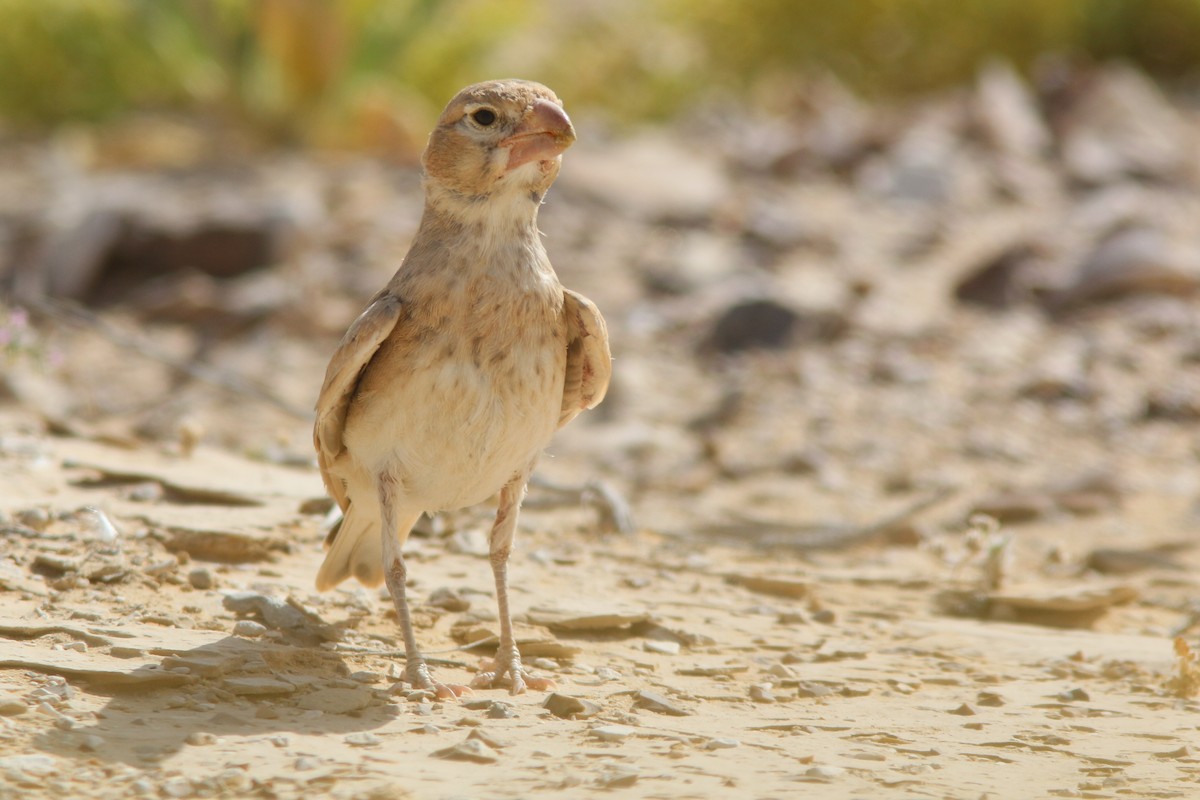 Thick-billed Lark - nitay haiun