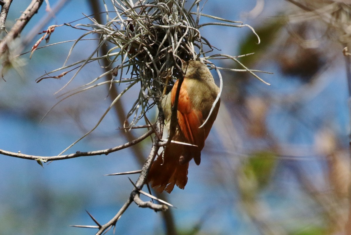 Crested Spinetail - ML243009891