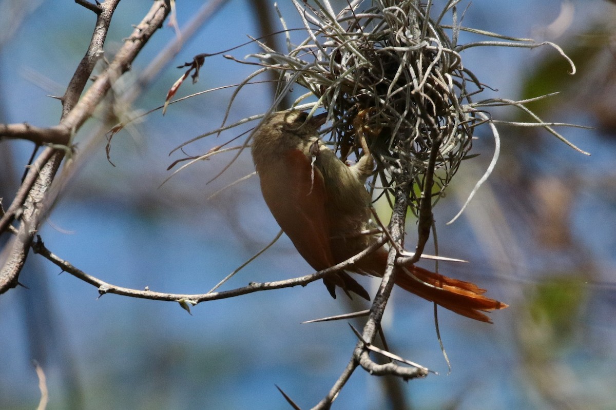 Crested Spinetail - ML243010181