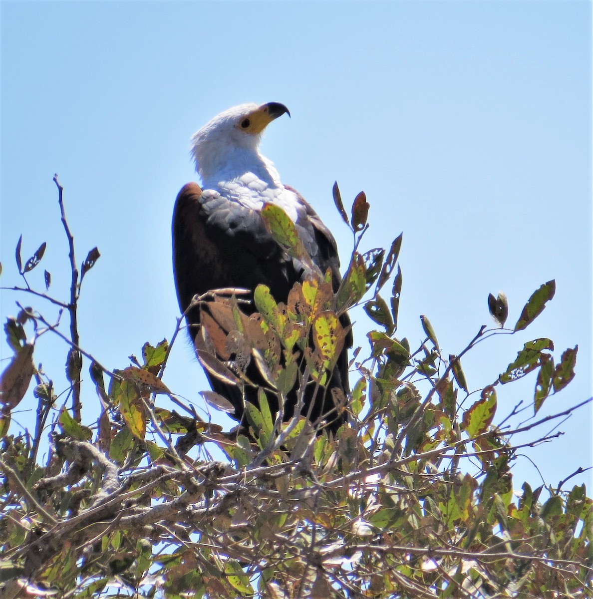 African Fish-Eagle - ML243010681