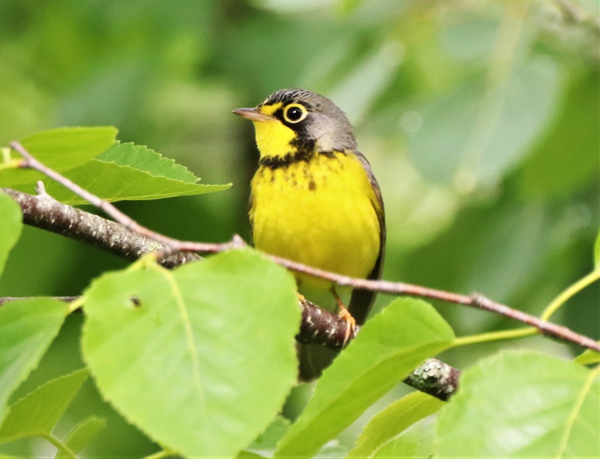 Canada Warbler - ML243010801